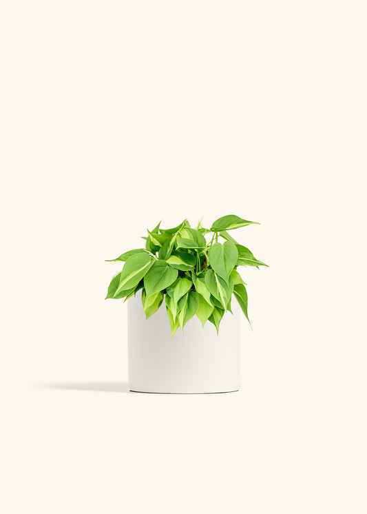 Philodendron Brazil in a 6 inches White Classic Cylinder Planter 