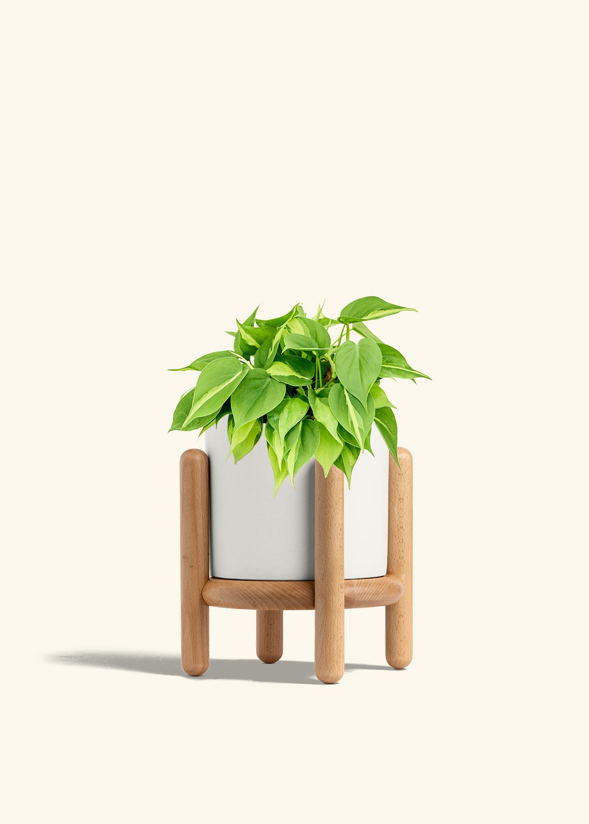 Philodendron Brazil in a 6 inches White Classic Cylinder Planter in a Beech Wood Stand