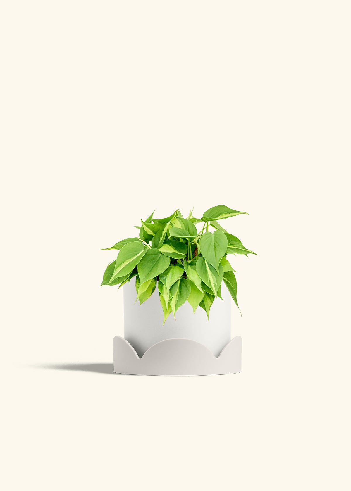 Philodendron Brazil in a 6 inches White Classic Cylinder Planter in a Oat Petal Drip Tray