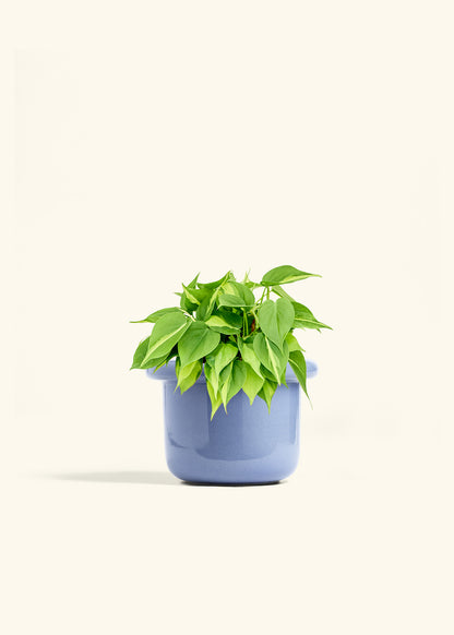 Philodendron Brazil in a 6 inches Fat Lip Blue Planter 