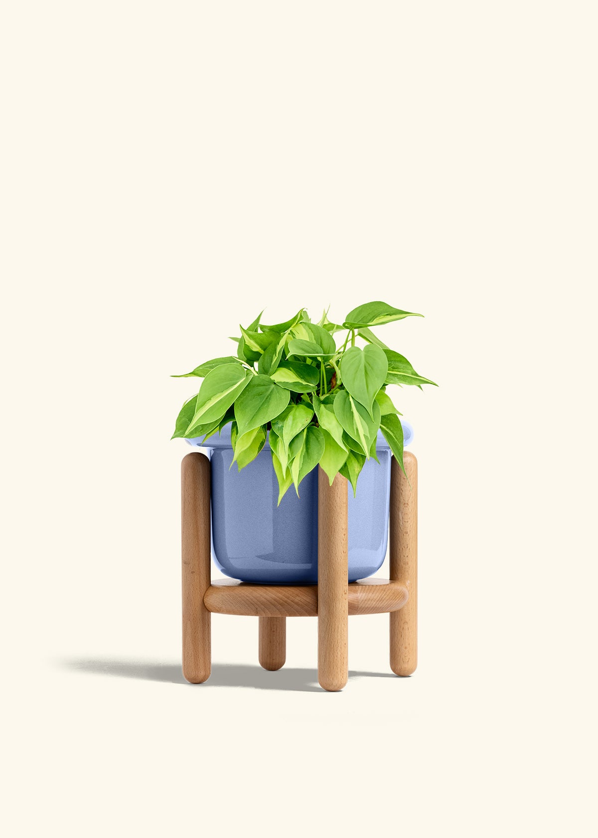 Philodendron Brazil in a 6 inches Fat Lip Blue Planter in a Beech Wood Stand
