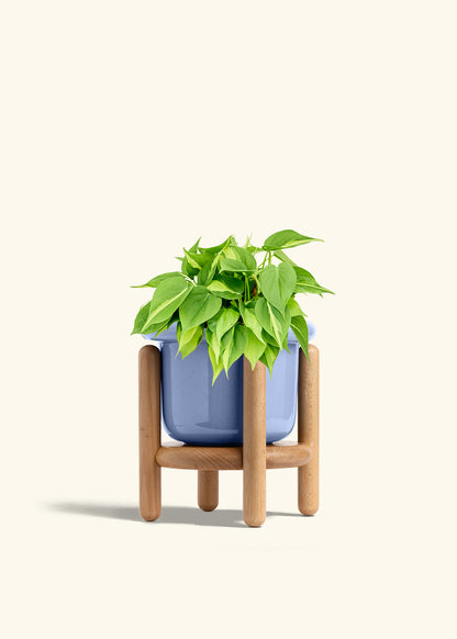 Philodendron Brazil in a 6 inches Fat Lip Blue Planter in a Beech Wood Stand