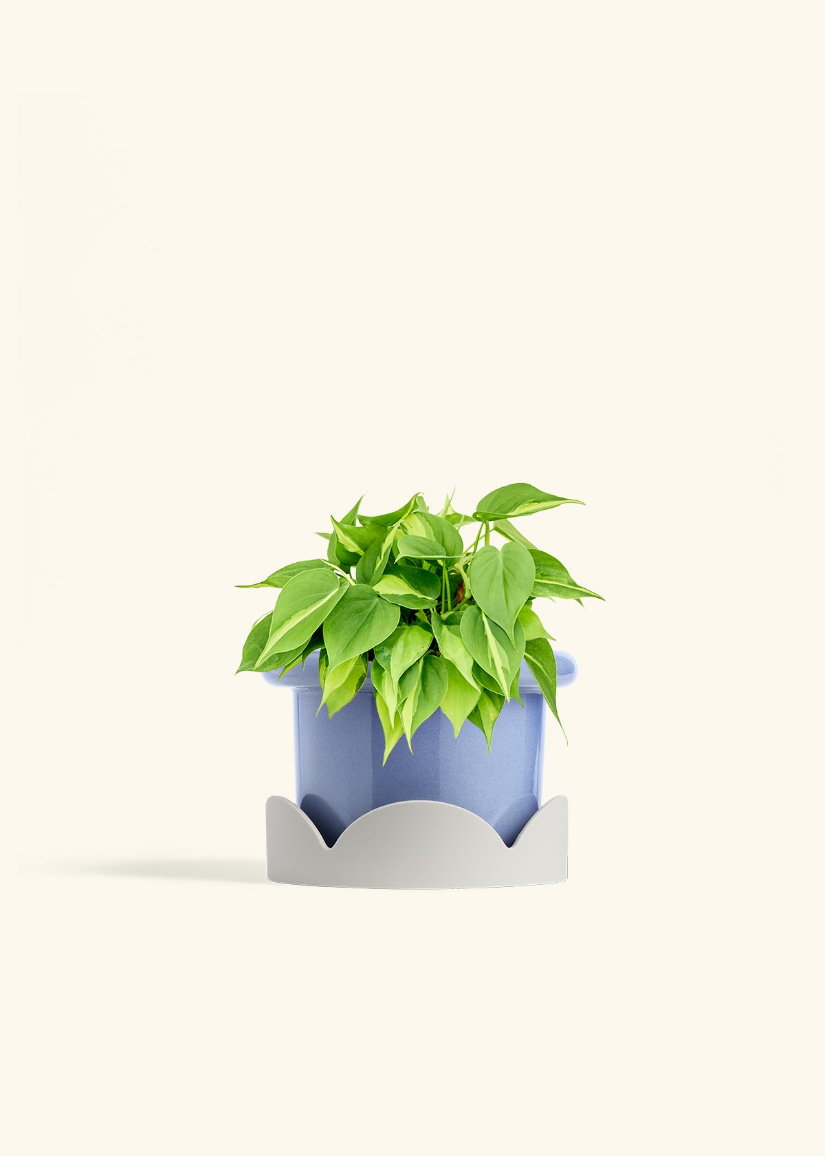 Philodendron Brazil in a 6 inches Fat Lip Blue Planter in a Oat Petal Drip Tray