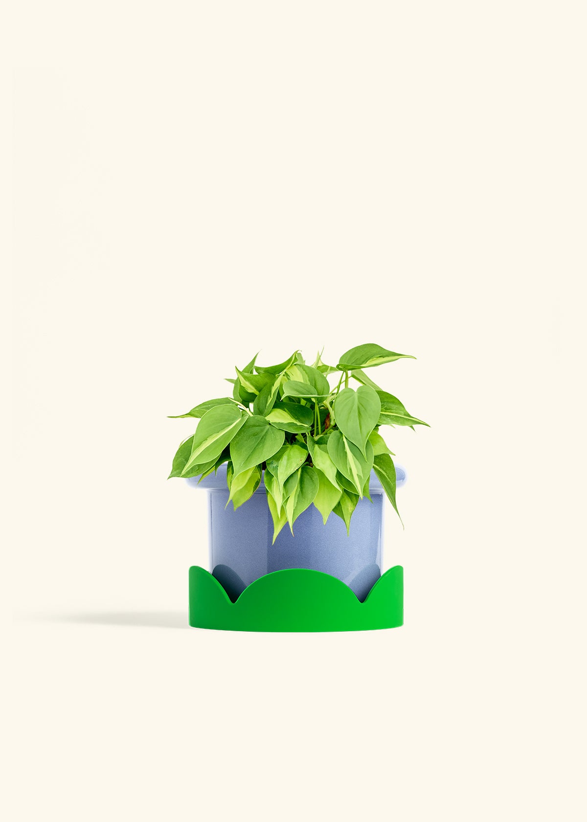 Philodendron Brazil in a 6 inches Fat Lip Blue Planter in a Shamrock Petal Drip Tray