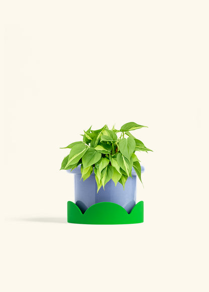 Philodendron Brazil in a 6 inches Fat Lip Blue Planter in a Shamrock Petal Drip Tray