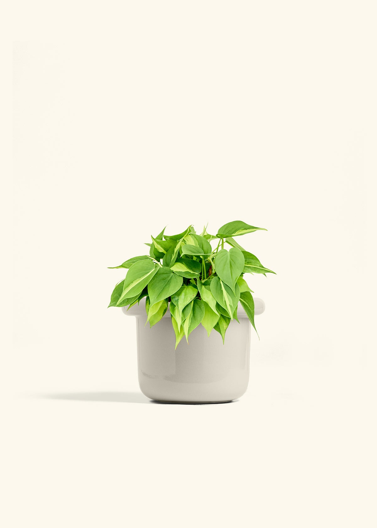 Philodendron Brazil in a 6 inches Fat Lip Oat Planter 