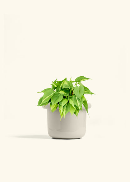Philodendron Brazil in a 6 inches Fat Lip Oat Planter 