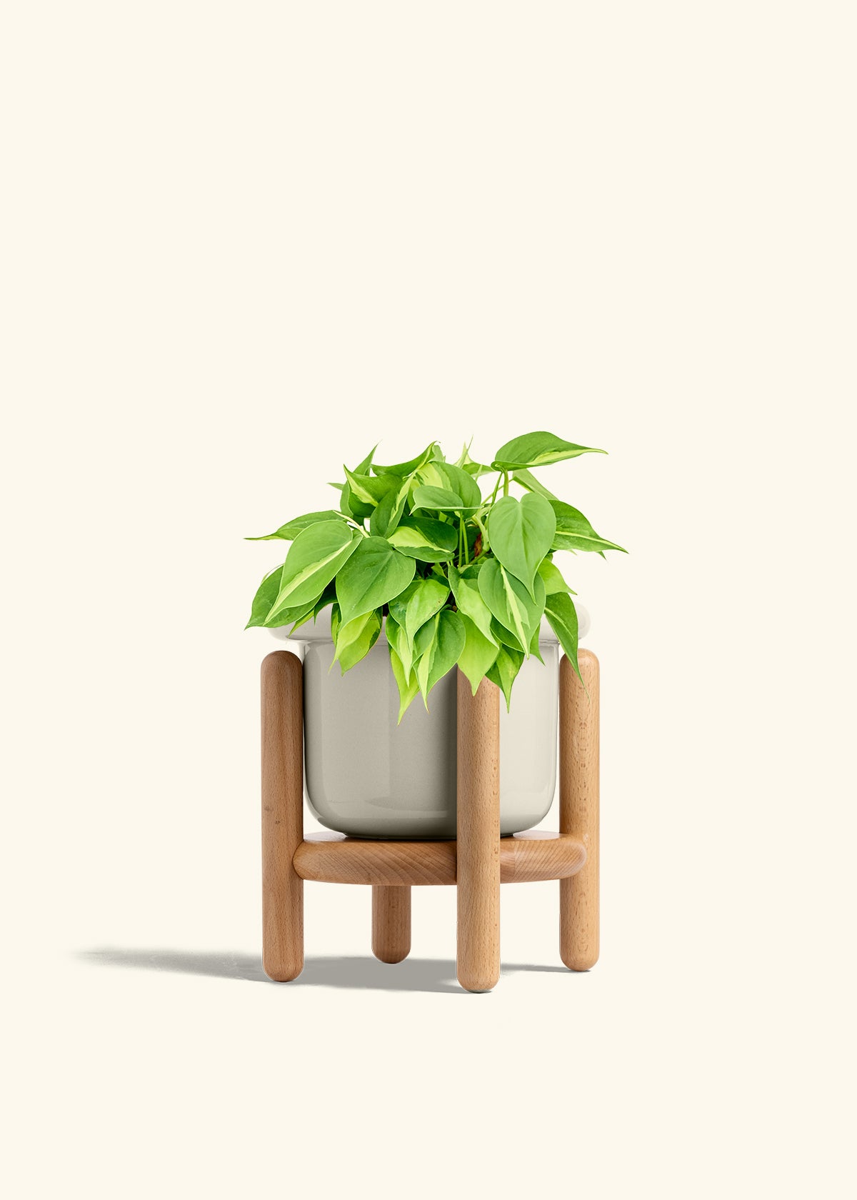 Philodendron Brazil in a 6 inches Fat Lip Oat Planter in a Beech Wood Stand