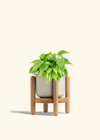 Philodendron Brazil in a 6 inches Fat Lip Oat Planter in a Beech Wood Stand