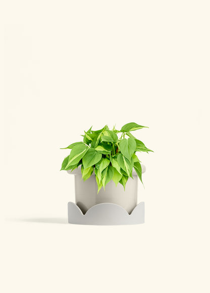 Philodendron Brazil in a 6 inches Fat Lip Oat Planter in a Oat Petal Drip Tray
