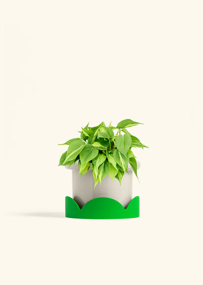 Philodendron Brazil in a 6 inches Fat Lip Oat Planter in a Shamrock Petal Drip Tray