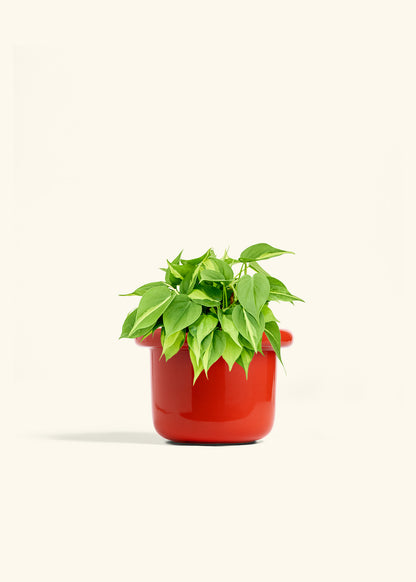 Philodendron Brazil in a 6 inches Fat Lip Red Planter 