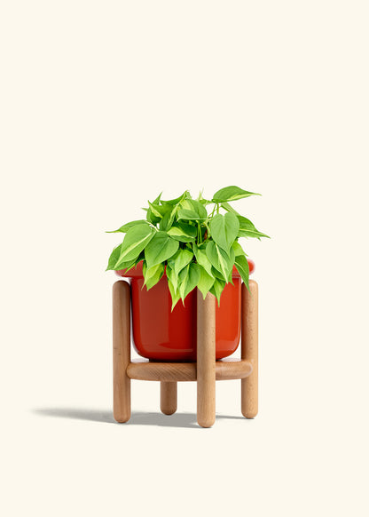 Philodendron Brazil in a 6 inches Fat Lip Red Planter in a Beech Wood Stand