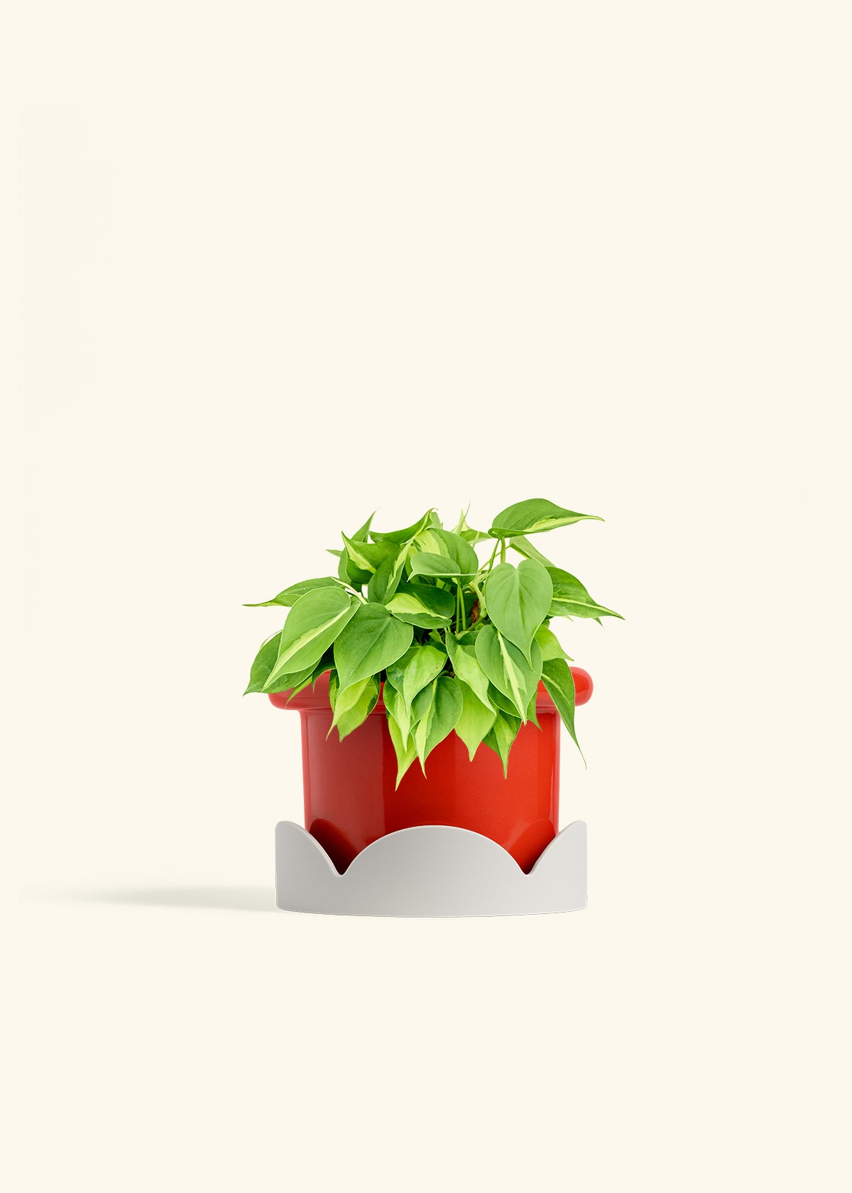 Philodendron Brazil in a 6 inches Fat Lip Red Planter in a Oat Petal Drip Tray