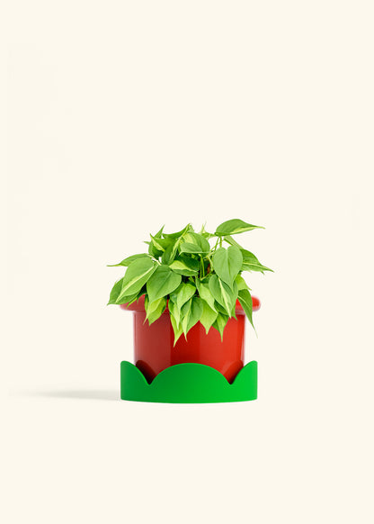 Philodendron Brazil in a 6 inches Fat Lip Red Planter in a Shamrock Petal Drip Tray