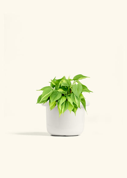 Philodendron Brazil in a 6 inches Fat Lip White Planter 