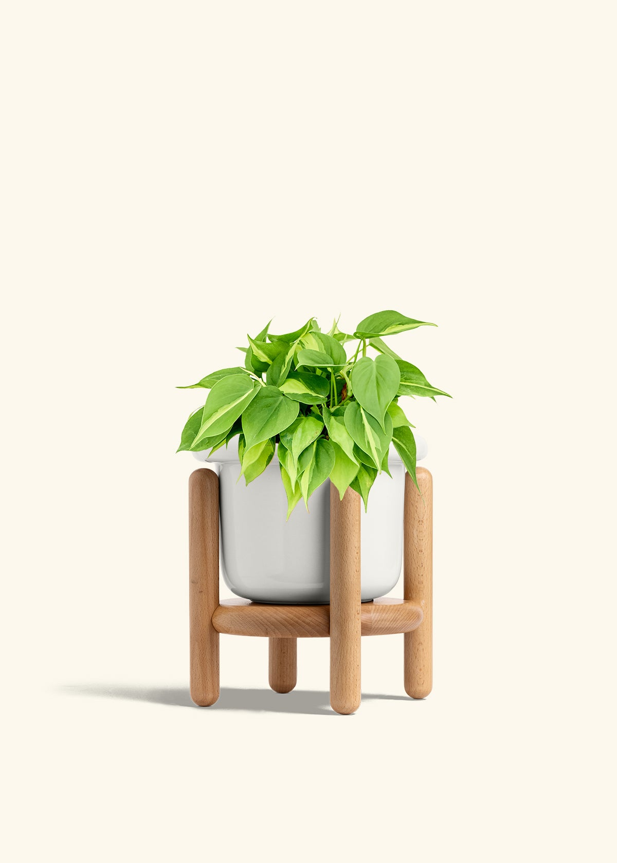Philodendron Brazil in a 6 inches Fat Lip White Planter in a Beech Wood Stand