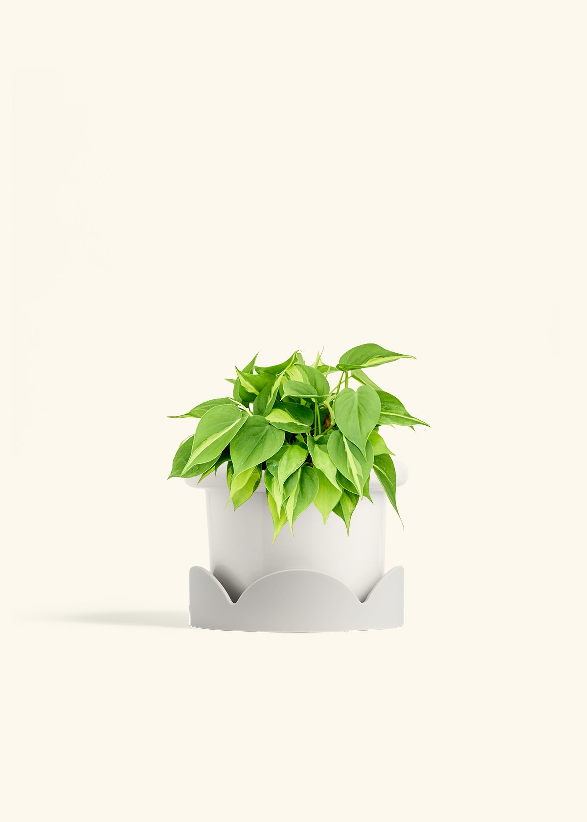 Philodendron Brazil in a 6 inches Fat Lip White Planter in a Oat Petal Drip Tray