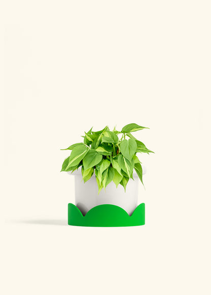Philodendron Brazil in a 6 inches Fat Lip White Planter in a Shamrock Petal Drip Tray