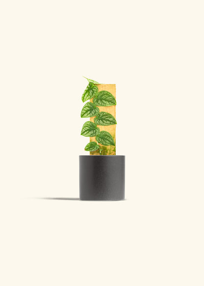 Shingle Plant in a 4 inches Charcoal Classic Cylinder Planter 