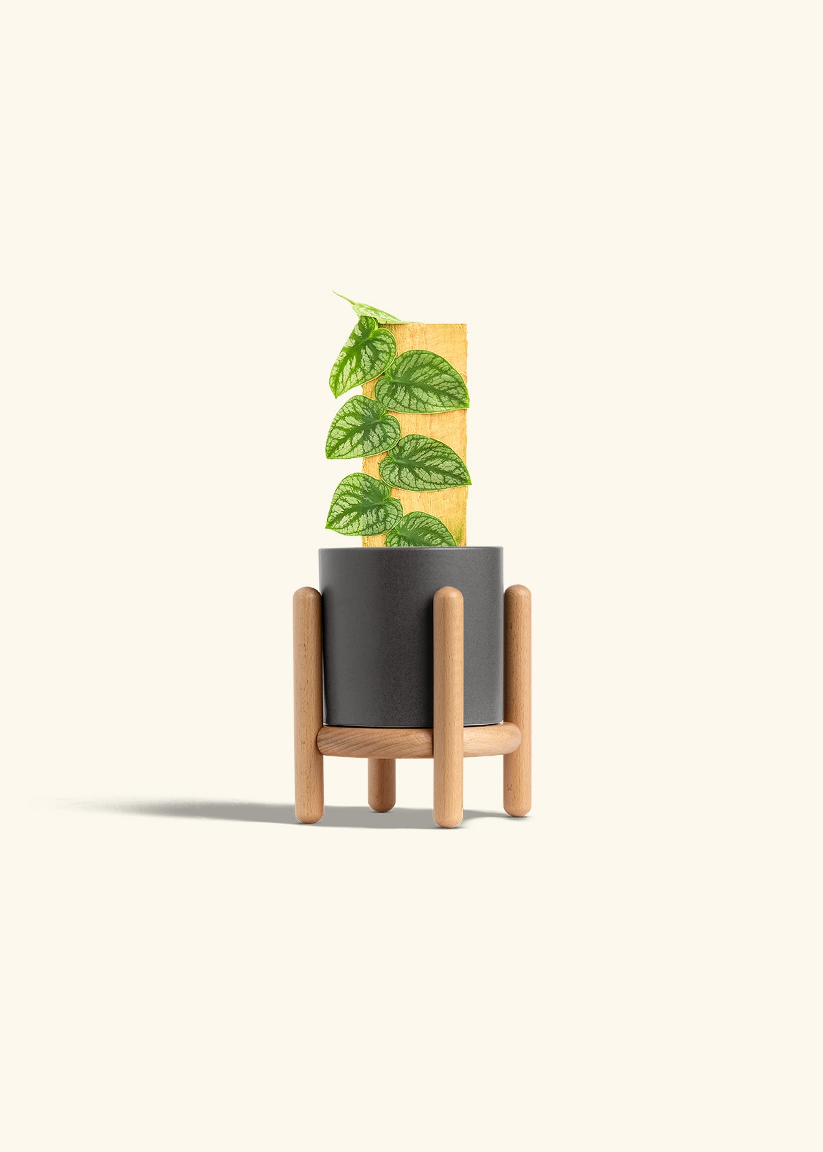 Shingle Plant in a 4 inches Charcoal Classic Cylinder Planter in a Beech Wood Stand