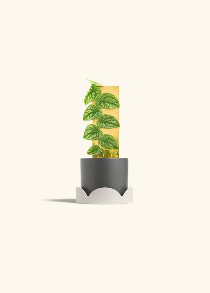 Shingle Plant in a 4 inches Charcoal Classic Cylinder Planter in a Oat Petal Drip Tray