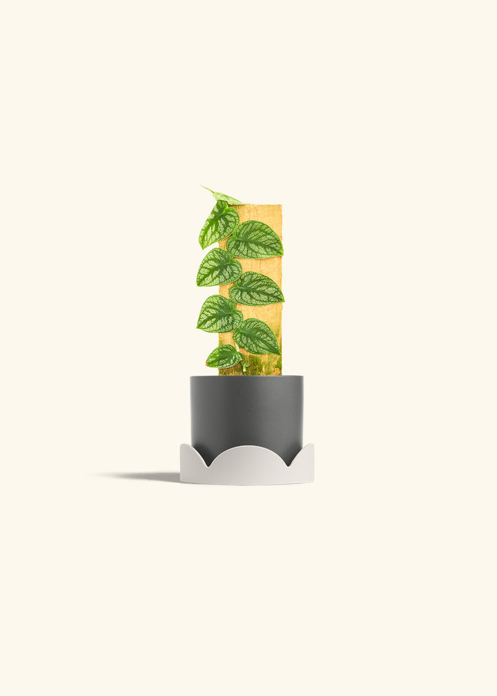 Shingle Plant in a 4 inches Charcoal Classic Cylinder Planter in a Oat Petal Drip Tray