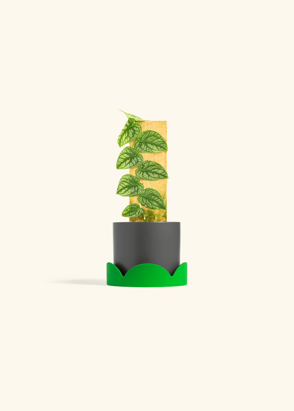 Shingle Plant in a 4 inches Charcoal Classic Cylinder Planter in a Shamrock Petal Drip Tray