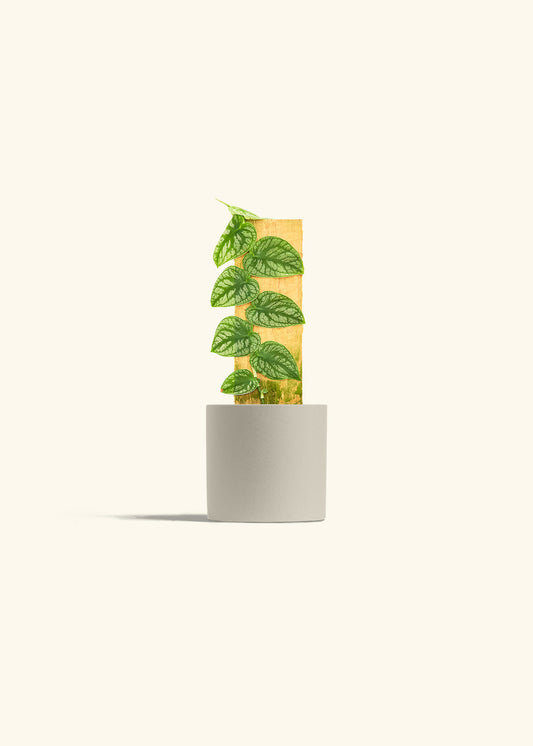 Shingle Plant in a 4 inches Oat Classic Cylinder Planter 