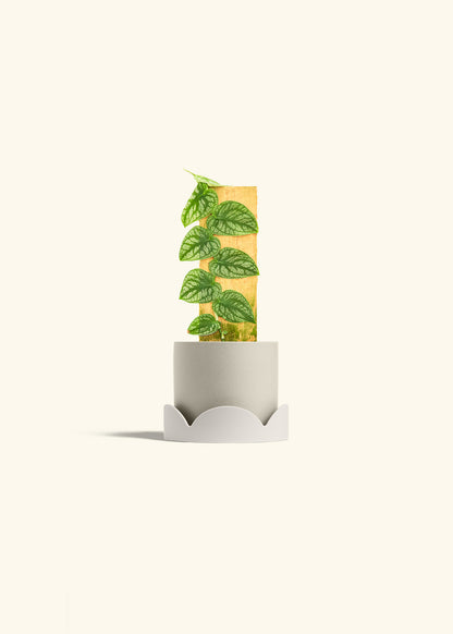 Shingle Plant in a 4 inches Oat Classic Cylinder Planter in a Oat Petal Drip Tray