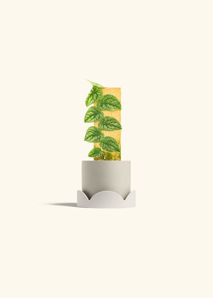 Shingle Plant in a 4 inches Oat Classic Cylinder Planter in a Oat Petal Drip Tray