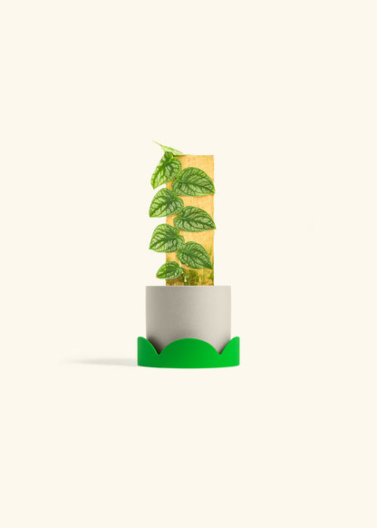 Shingle Plant in a 4 inches Oat Classic Cylinder Planter in a Shamrock Petal Drip Tray