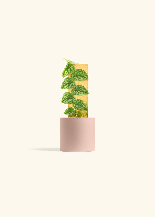 Shingle Plant in a 4 inches Pink Classic Cylinder Planter 