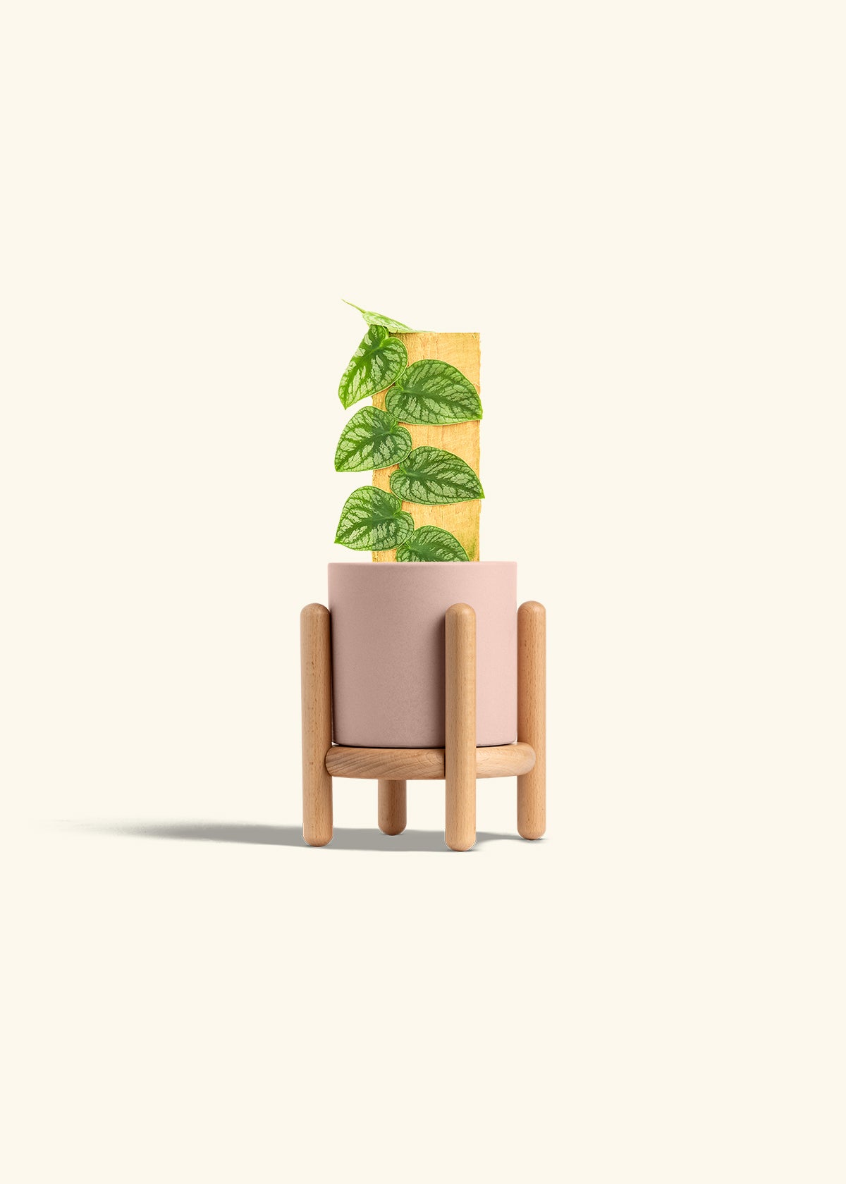 Shingle Plant in a 4 inches Pink Classic Cylinder Planter in a Beech Wood Stand