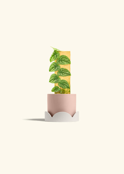 Shingle Plant in a 4 inches Pink Classic Cylinder Planter in a Oat Petal Drip Tray