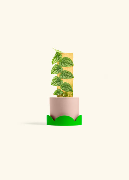 Shingle Plant in a 4 inches Pink Classic Cylinder Planter in a Shamrock Petal Drip Tray