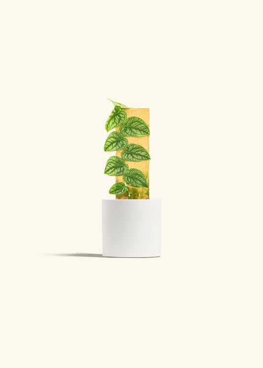 Shingle Plant in a 4 inches White Classic Cylinder Planter 