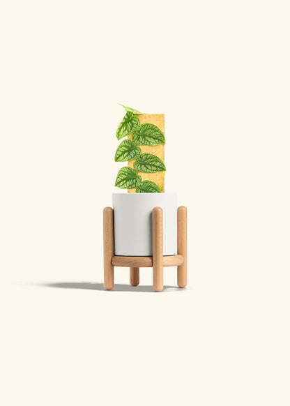 Shingle Plant in a 4 inches White Classic Cylinder Planter in a Beech Wood Stand