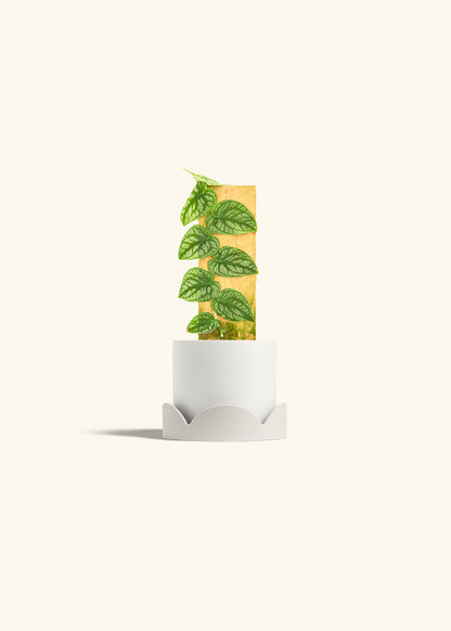 Shingle Plant in a 4 inches White Classic Cylinder Planter in a Oat Petal Drip Tray