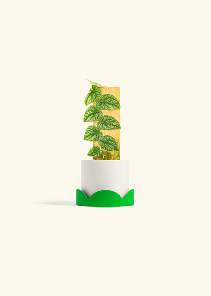 Shingle Plant in a 4 inches White Classic Cylinder Planter in a Shamrock Petal Drip Tray