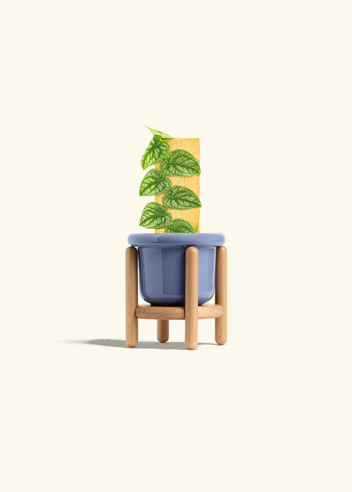 Shingle Plant in a 4 inches Fat Lip Blue Planter in a Beech Wood Stand