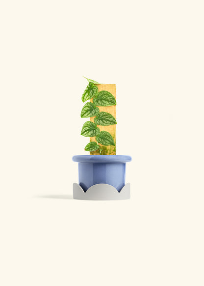 Shingle Plant in a 4 inches Fat Lip Blue Planter in a Oat Petal Drip Tray