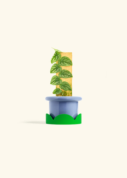 Shingle Plant in a 4 inches Fat Lip Blue Planter in a Shamrock Petal Drip Tray