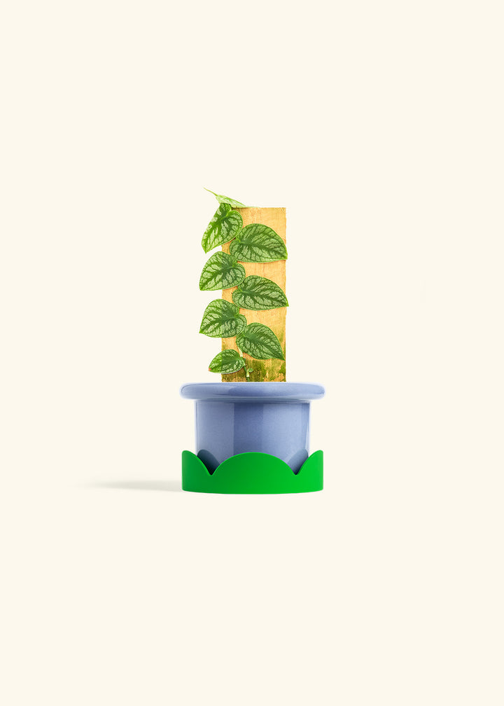 Shingle Plant in a 4 inches Fat Lip Blue Planter in a Shamrock Petal Drip Tray
