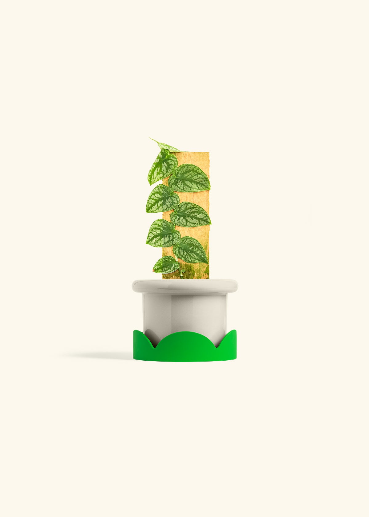 Shingle Plant in a 4 inches Fat Lip Oat Planter in a Shamrock Petal Drip Tray