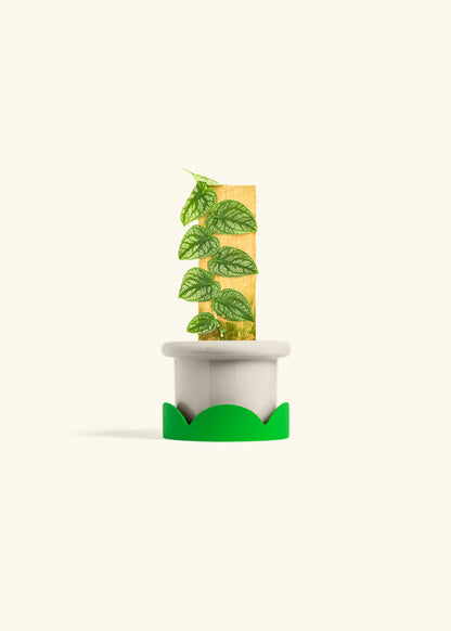 Shingle Plant in a 4 inches Fat Lip Oat Planter in a Shamrock Petal Drip Tray