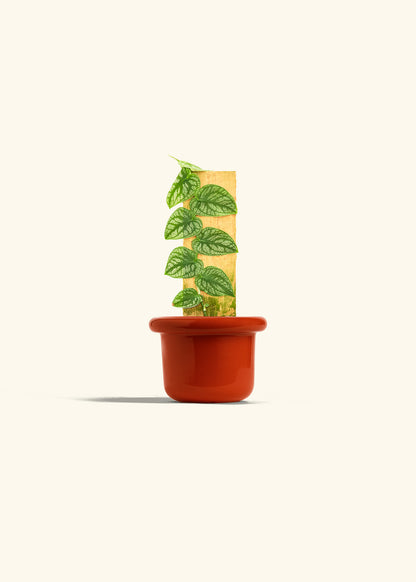 Shingle Plant in a 4 inches Fat Lip Red Planter 