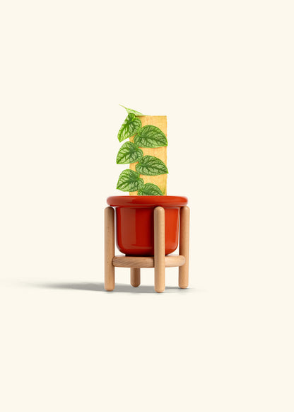 Shingle Plant in a 4 inches Fat Lip Red Planter in a Beech Wood Stand