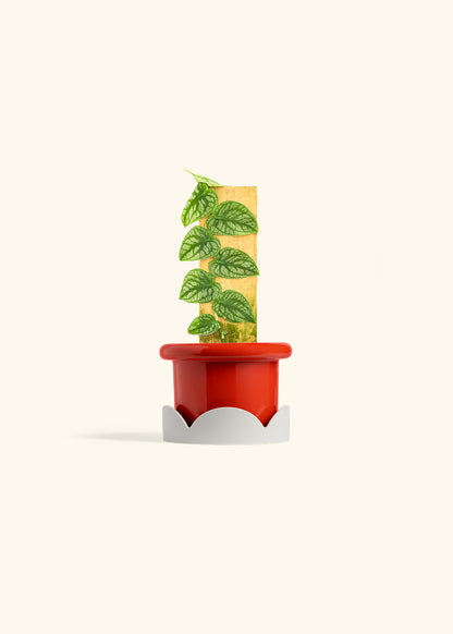 Shingle Plant in a 4 inches Fat Lip Red Planter in a Oat Petal Drip Tray