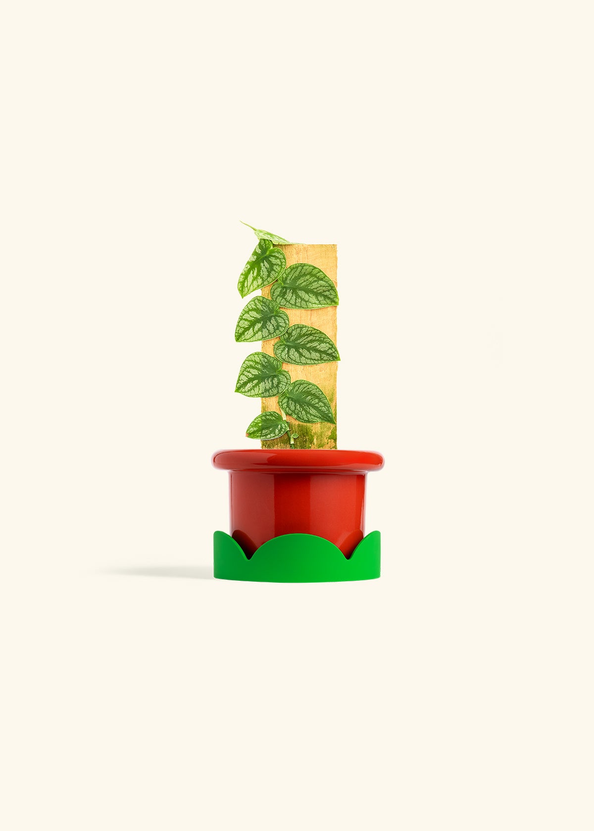 Shingle Plant in a 4 inches Fat Lip Red Planter in a Shamrock Petal Drip Tray